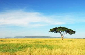 acaica tree